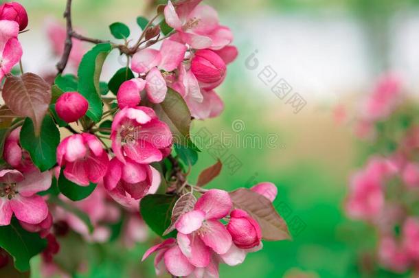 关-在上面看法关于美丽的明亮的粉红色的樱桃花向树枝,