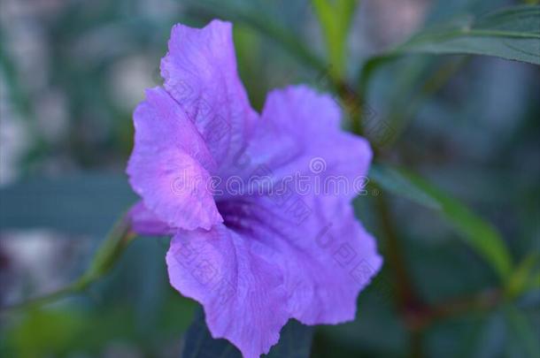 特写镜头紫色的卢莉娅单纯的花和软的集中和宏指令