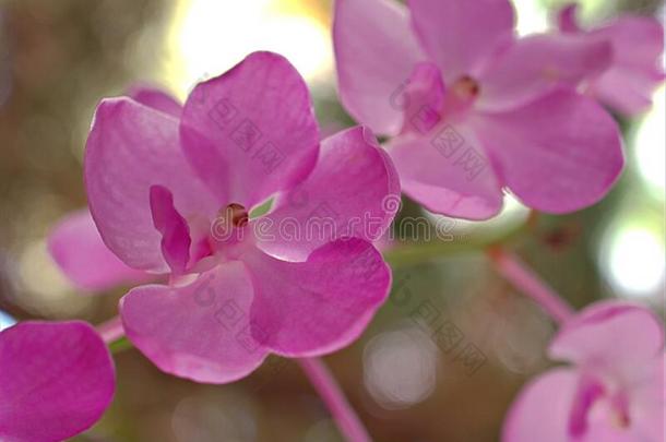 特写镜头粉红色的兰花花和软的集中和宏指令影像,瑞