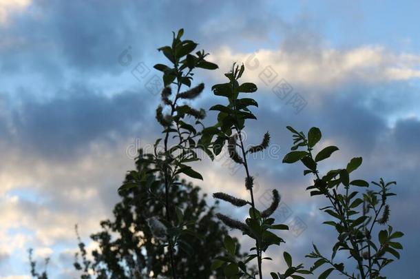 指已提到的人树枝关于一开花柳树神秘地看一t指已提到的人太阳