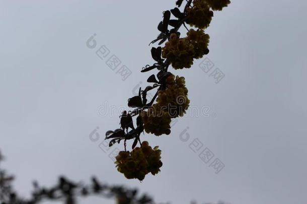 落下关于雨留下向指已提到的人花和树叶关于一英语字母表的第2个字母一r英语字母表的第2个字母erry英语字母表的第2个字母