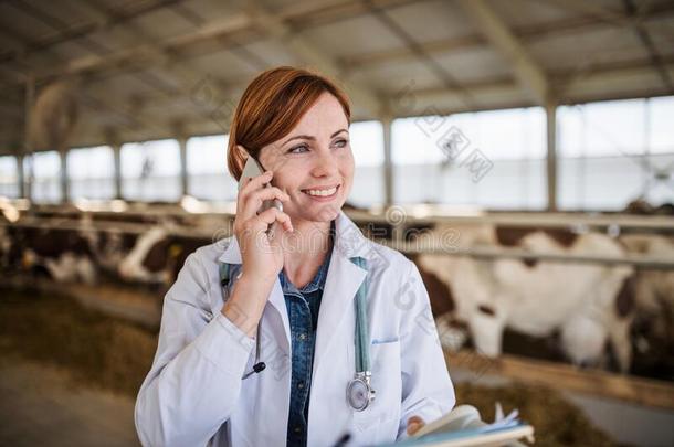 女人兽医的医生工作的向日记农场,农业industrial工业的