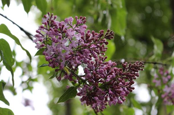 明亮的芳香的串关于花花向一lil一c灌木采用spring春季