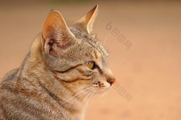 上端射手影像关于猫,复制品空间动物背景