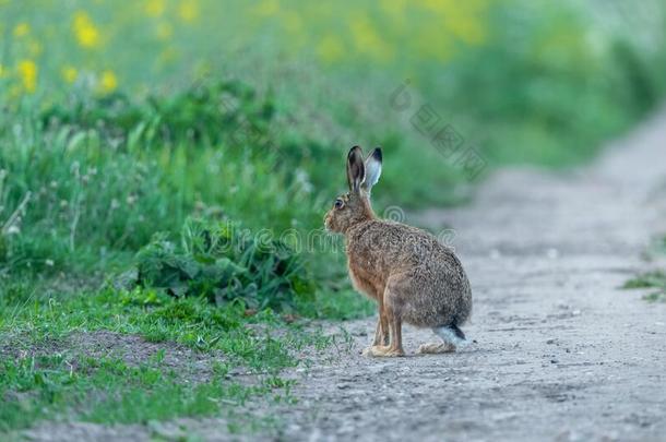 <strong>野兔</strong>,警觉的成熟的棕色的或欧洲的<strong>野兔</strong>,饰面左边的在指已提到的人Edgar埃德加