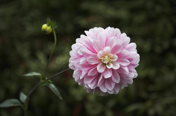 壮丽的<strong>菊花</strong>采用花园