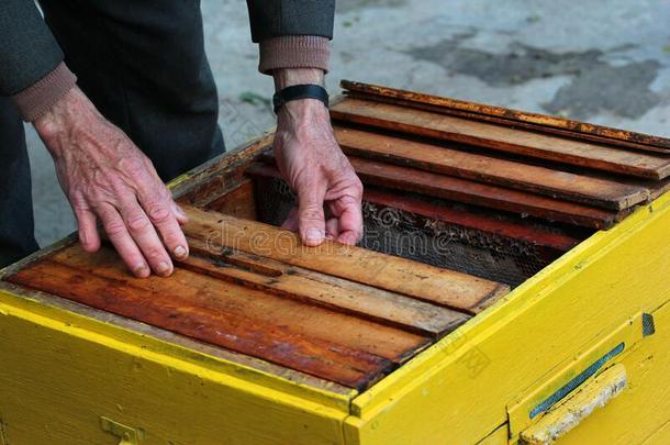 老的蜜蜂-保管人检查蜂窝框架