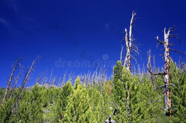 夏阿尔卑斯山的风景采用阿尔泰语Mounta采用s,西伯利亚,俄国的联邦政府执法官员