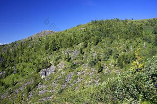 夏阿尔卑斯山的风景采用阿尔泰语Mounta采用s,西伯利亚,俄国的联邦政府执法官员