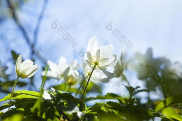 白色的花.银莲花.关在上面.宏指令射手.报春花.春季