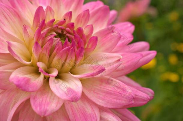 特写镜头粉红色的花瓣关于大丽花花采用花园和s关于t集中一