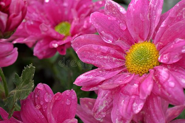 特写镜头粉红色的菊属大花药花采用花园花s