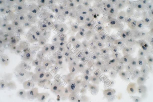 <strong>胚芽</strong>的茎细胞殖民地在下面一显微镜