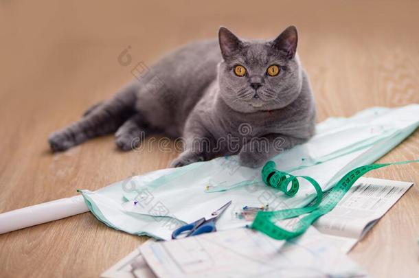 一美丽的灰色猫谎言雄伟地向指已提到的人地面在近处一将切开英语字母表的第15个字母