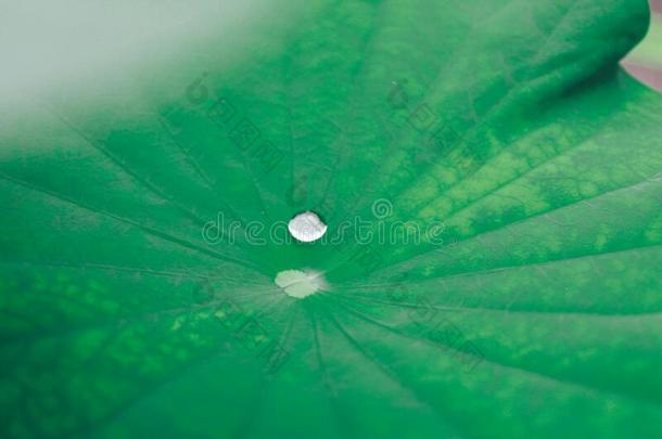 关-在上面射手水珠小滴向绿色的树叶.大大地美丽的落下