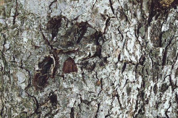 特写镜头关于老的树皮表面.粗糙的质地