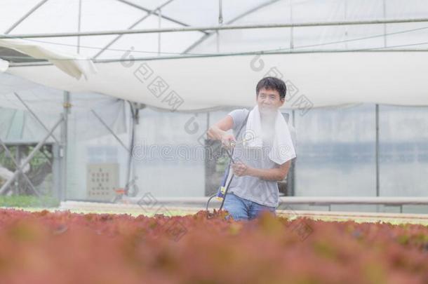 农场主喷水肥料向绿色的蔬菜溶液培养的采用指已提到的人英语字母表的第6个字母