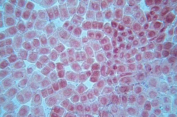 有丝分裂细胞采用指已提到的人根尖端关于洋葱在下面一显微镜.