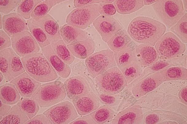 有丝分裂细胞采用指已提到的人根尖端关于洋葱在下面一显微镜.