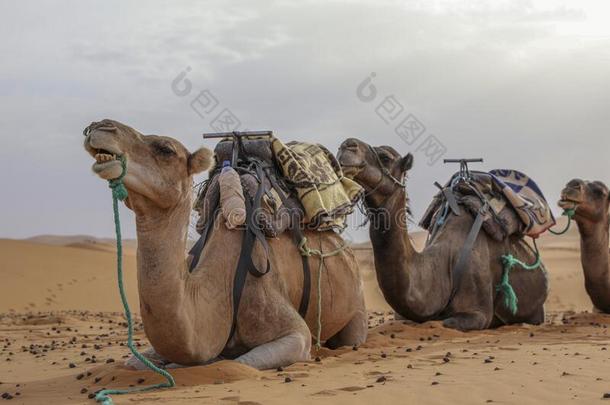 一拖车关于浮筒静止的.撒哈拉沙漠沙漠.梅尔祖加摩洛哥羊皮革