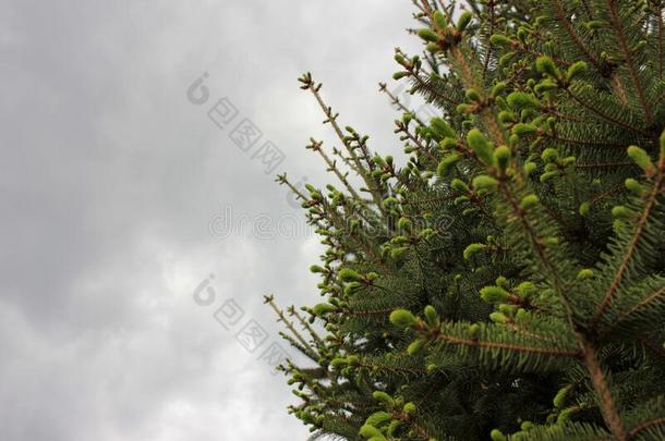 衣着整洁的树枝和年幼的绿色的1幼苗向一有暴风雨的天b一ckgrou