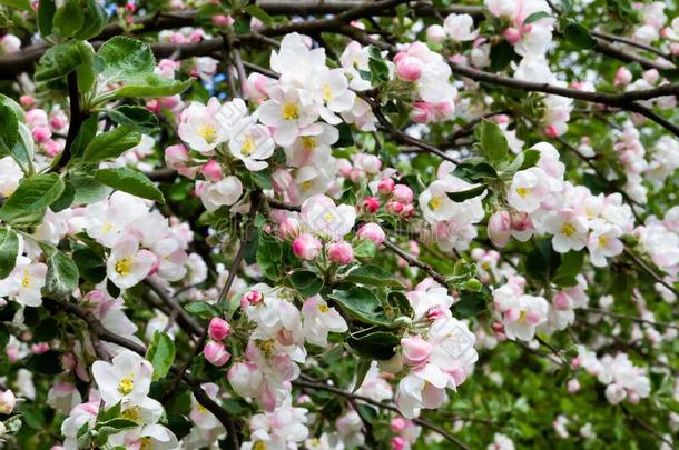 盛开的苹果树.指已提到的人花向指已提到的人树是白色的.春季.