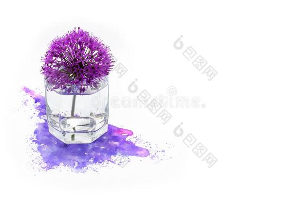 紫色的紫罗兰巨人洋葱葱属植物吉<strong>甘特</strong>姆春季花和int.哈
