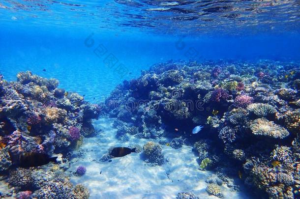 珊瑚礁采用埃及
