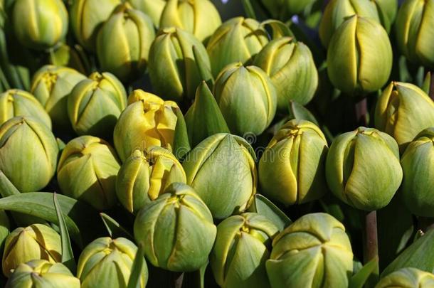 绿色的黄色的新鲜的郁金香花背景