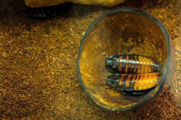 两个马达加斯加岛蟑螂,棕色的大大地蟑螂