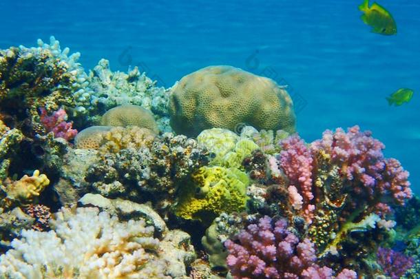 珊瑚礁采用埃及