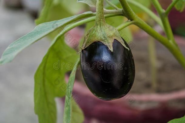 茄子采用指已提到的人花园.新鲜的有机的紫色的茄子grow采用g采用