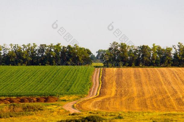 夏<strong>乡下</strong>的国家路风景.<strong>乡下</strong>的绿色的和黄色的菲耶尔