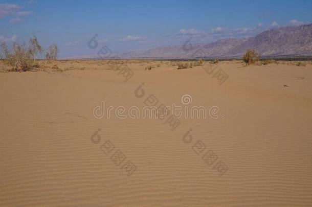 沙沙丘采用指已提到的人沙漠是一种抗风湿药