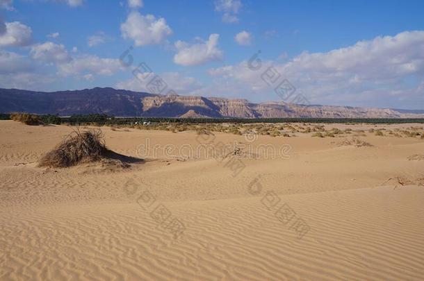 沙沙丘采用指已提到的人沙漠是一种抗风湿药