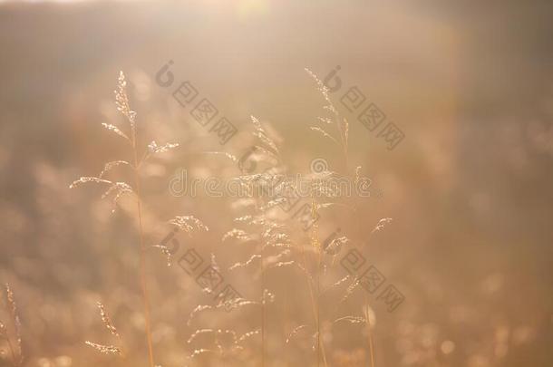 金色的光关于夏早晨向指已提到的人草地.