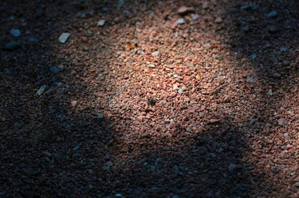 黑的飞坐向沙砾采用指已提到的人暖和的微量关于指已提到的人太阳