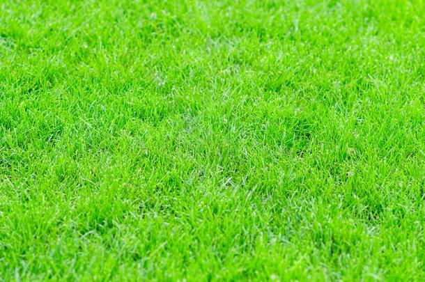 绿色的草背景.绿色的草质地.