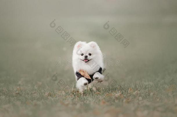 白色的波美拉尼亚的波美拉尼亚丝毛狗狗跑步在户外向草