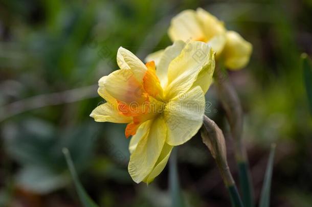 黄色的<strong>花水</strong>仙.背景水仙<strong>花水</strong>仙和yellow黄色