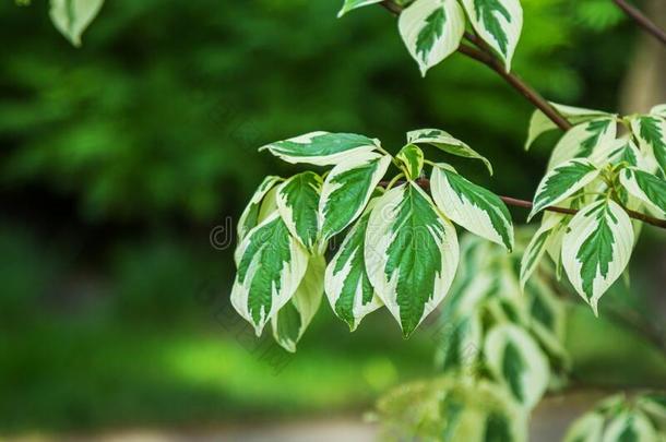 山茱萸晨曲线虫岛植物的叶子