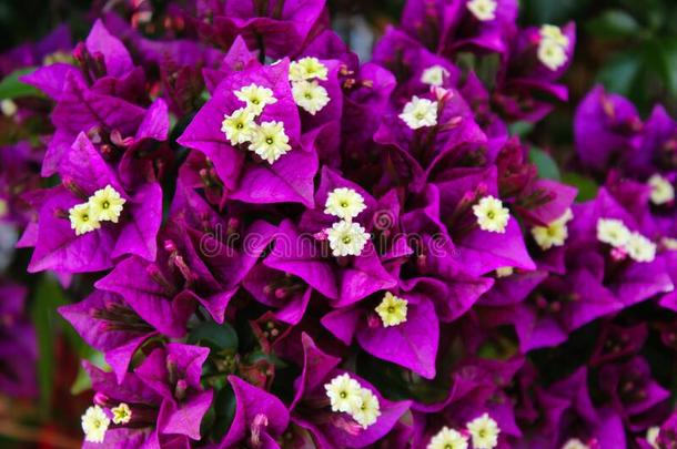紫色的和白色的花关于伟大的叶子花属,叶子花属英文字母表的第19个字母
