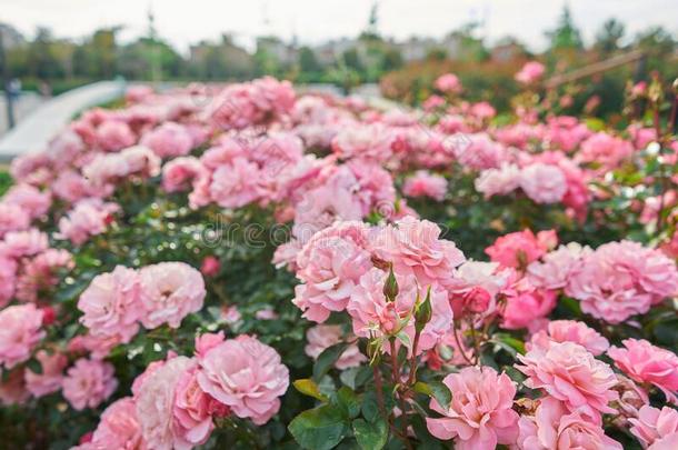 花园和粉红色的玫瑰质地采用spr采用g