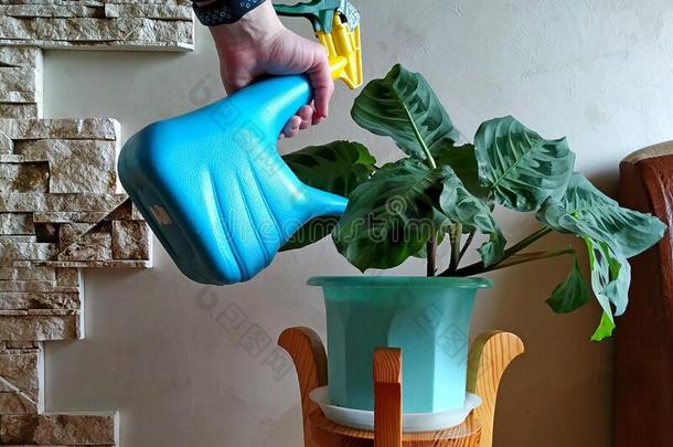 洒水盆栽的室内植物蓝花蕉采用一Bisc一y绿色的罐ne一r一