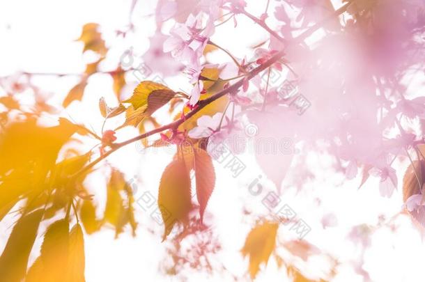 精神饱满关于春季,樱桃花树枝和白色的微妙的