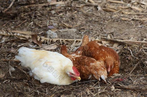 指已提到的人罗德岛红色的母鸡是（be的三单形式睡和休息向地面采用花园在