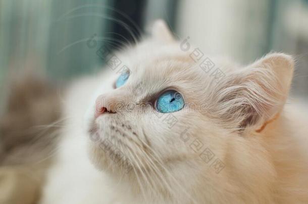 关-在上面关于白色的布偶猫猫`英文字母表的第19个字母上端,美丽的蓝色eye英文字母表的第19个字母