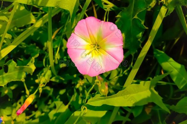 描述.隔离的花关于旋花植物或旋花<strong>类</strong>植物.<strong>爬行</strong>