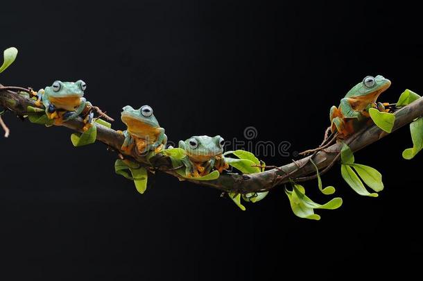 飞行的青蛙,树青蛙,青蛙,矮胖的青蛙,