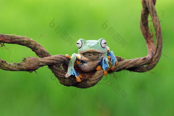 飞行的<strong>青</strong>蛙,树<strong>青</strong>蛙,<strong>青</strong>蛙,矮胖的<strong>青</strong>蛙,